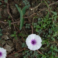 Ipomoea aquatica Forssk.